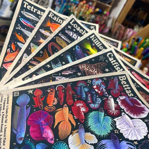 MULTIPACK Aquarienfisch-Identifikationswandposter 8,5x11 | Kunstdrucke