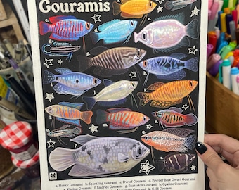 May include: A rectangular art print on a black background featuring eighteen illustrated gourami fish labelled with letters a through r. The title 'Gouramis' is printed at the top, and a key listing the species names is printed at the bottom.