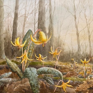 Watercolor Painting of Trout Lily, Erythronium americanum, Native Woodland wildflowers, Spring Ephemerals, Native Plant Art, Wall Art Print