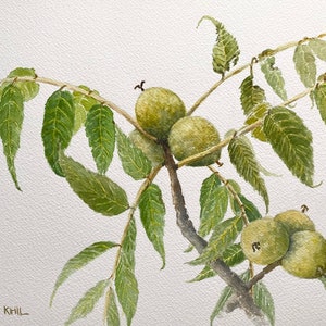 Puede incluir: Pintura acuarela de una rama con hojas verdes y nueces verdes sin madurar.
