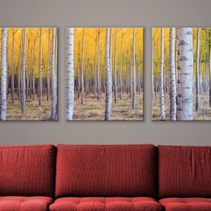 Beautiful Yellow Birch Tree Forest Triptych 3-Panel Printed Canvas 1.5" Thick | Home, Office, Wall Decor Interior Design, Nature, Landscape