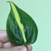Lauren reviewed Brasil Philodendron (2 rooted cuttings with 1-2 leaves each)