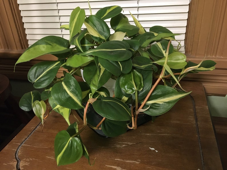 Brasil Philodendron 2 rooted cuttings with 1-2 leaves each image 1
