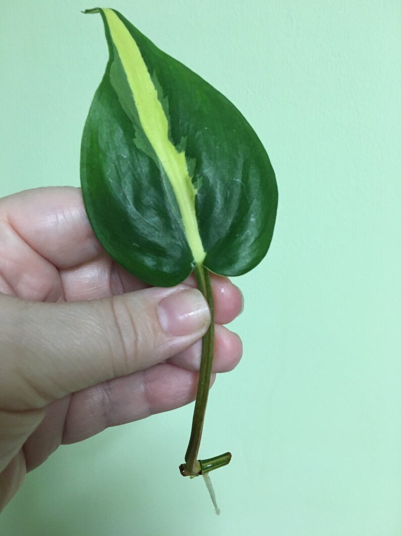 Brasil Philodendron 2 rooted cuttings with 1-2 leaves each image 0