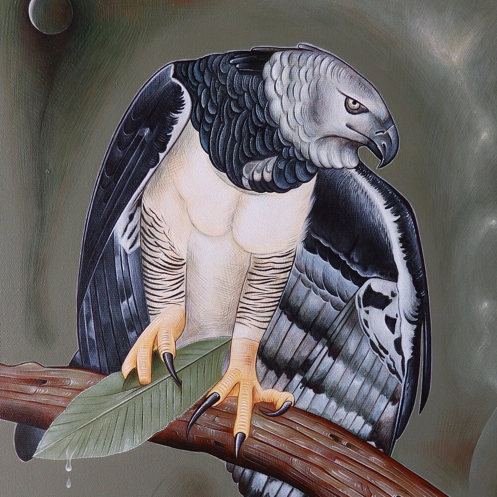 Harpia harpyja águila arpía obras de arte originales en lona - Etsy México