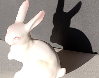 Albino Bunny Rabbit