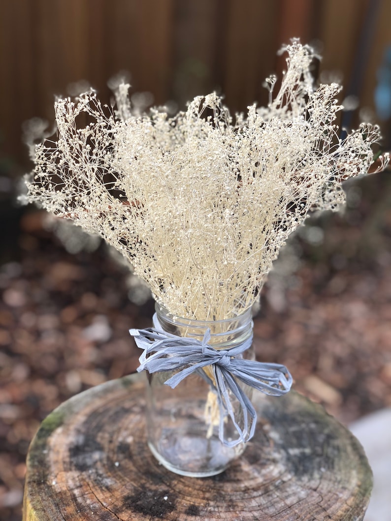 Real Dried Gypsophila Bunch ivory Real Dried baby Breath