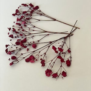 Pacote de 20 PCS Respiração de bebê seca prensada Borgonha - Flores Gypsophila - Respiração de bebê seca prensada - Confecção de cartão de convite floral - Festa Favo