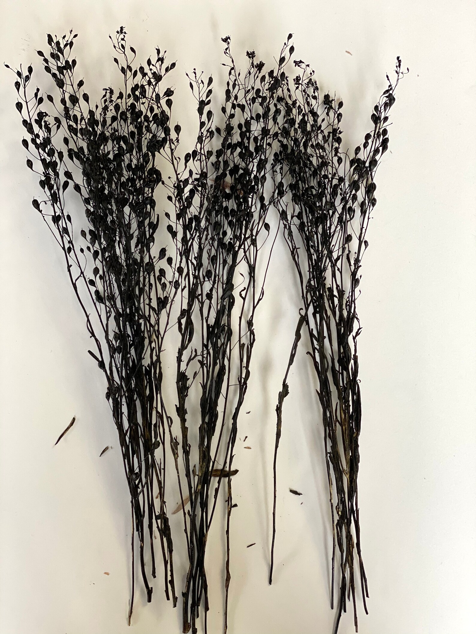 Black Dried Flowersdried Liniumdried Black Tear Drop Etsy