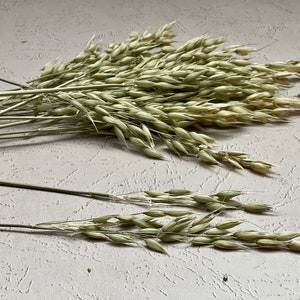 Small branches of Aveena Oats Stems-Card making supplies