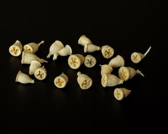 Bleached Eucalyptus pods-Flowers for crafts-dried flowers pods