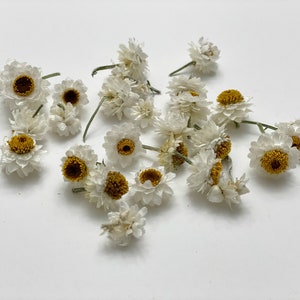 Small heads of  Ammonium-Flowers for resin-small dried flowers