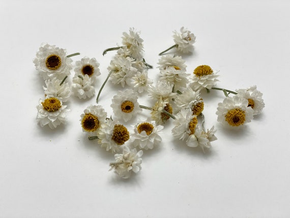 Small heads of Ammonium-Flowers for resin-small dried flowers