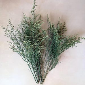 Preserved Caspia Green Filler – Dried Bouquet Stems for Floral Arrangements & Crafts