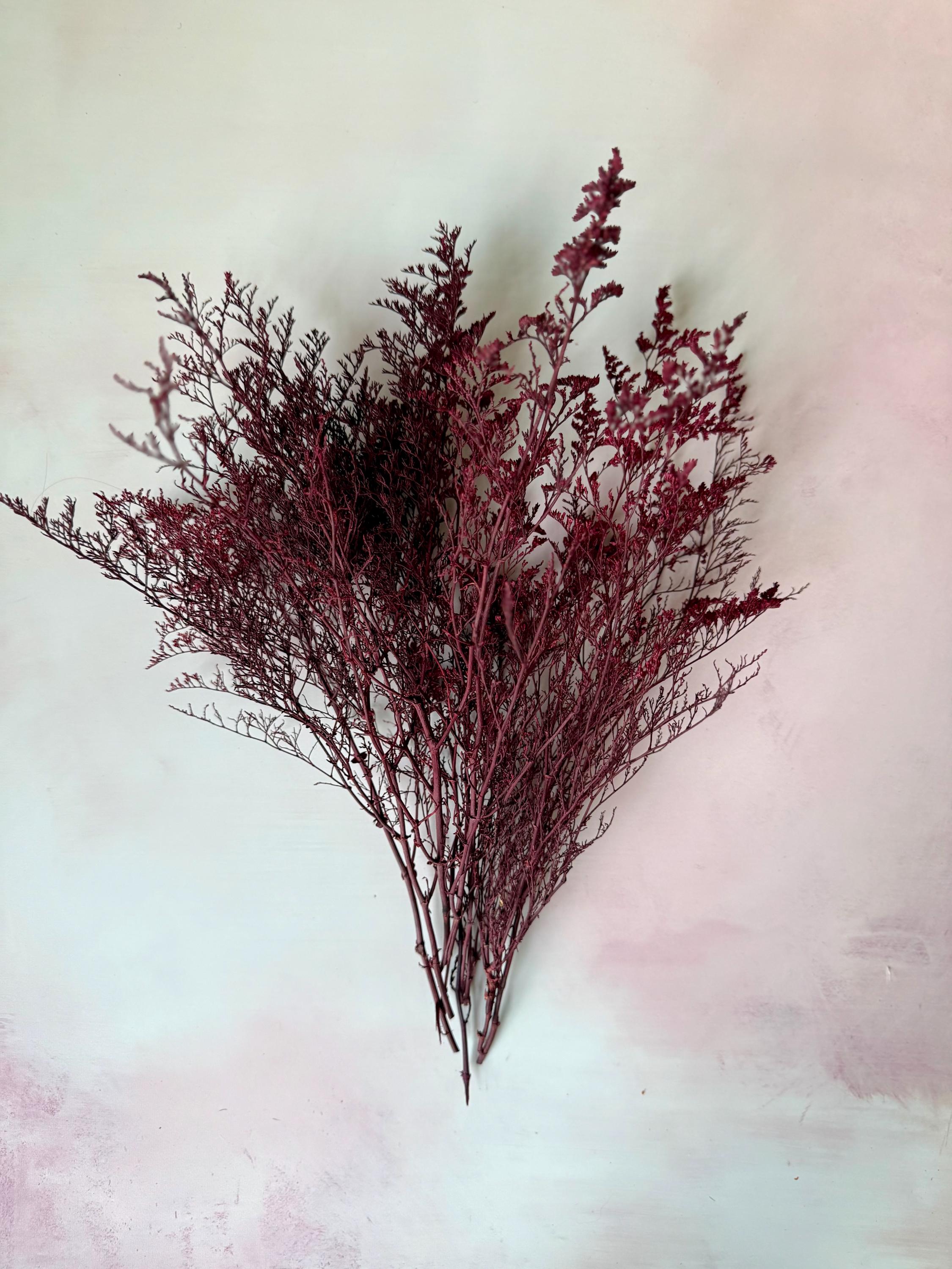 Burgundy Preserved Caspia Bunch: Drie...