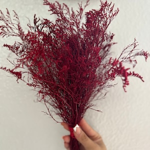 Red  preserved Caspia, Dried Flowers Bunch, Dried bunch table decorations,Home Decor- wedding, wedding decor, Preserved flowers