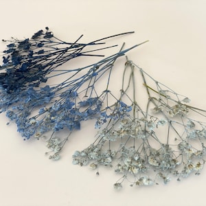 Confezione da 20 pezzi di Gypsophila blu pressata, fiori di Gypsophila essiccati e pressati, biglietti d'invito floreali, bomboniere