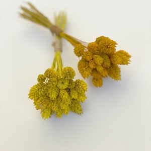 Yellow Painted Phalaris Grass-Dried decorative grass-Flowers for resin-Small dried flowers bouquet-Minibouquet