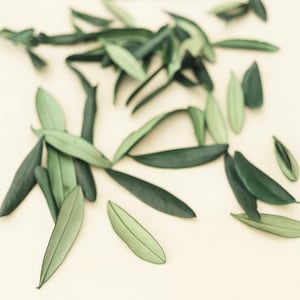 Hojas de olivo conservadas - hojas verdes conservadas - flores para manualidades - flores para hacer velas