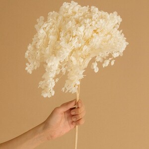 Real Preserved Bleached  Hydrangea Flowers - White Preserved Flowers -Home Decor Wedding -DIY Floral arrangements