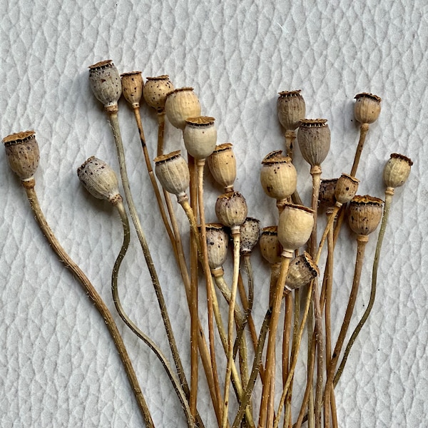 Natural Dried Papaver Shirley Dried Foliage Stems,  Floral Arrangements, Home Décor, Dried pods