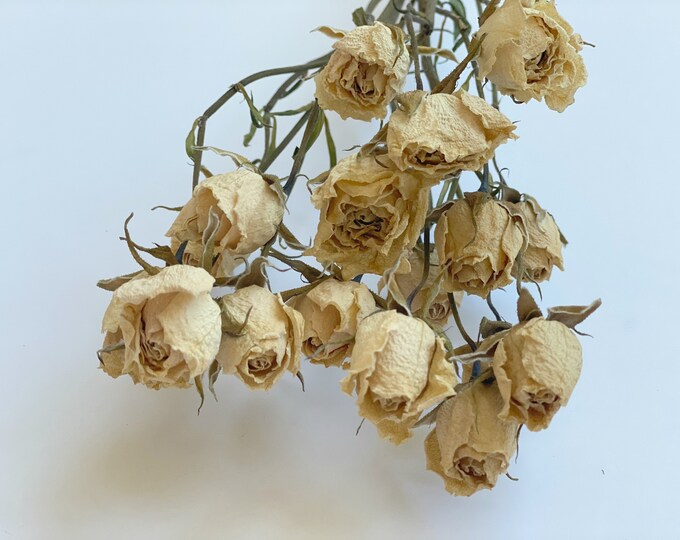 Dried CREAM Miniroses air Dried White Roses-dried Flowers - Etsy