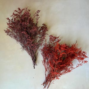 Preserved Caspia Bunch – Dyed  Red clay  or Orange | Natural Dried Fillers for Bouquets, Wreaths & Crafts | 14–15” Tall