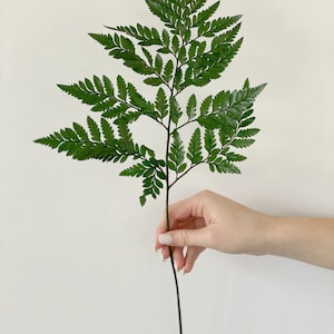 Preserved Leatherleaf ;Dried Fern ; Leatherleaf Fern ; Leather Fern ;Preserved greenery