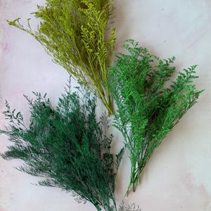 Painted Preserved Caspia Stems – 12-14&quot; Dried Greenery in Lime, Emerald , Forest Shades for Bouquets, Crafts & Decor