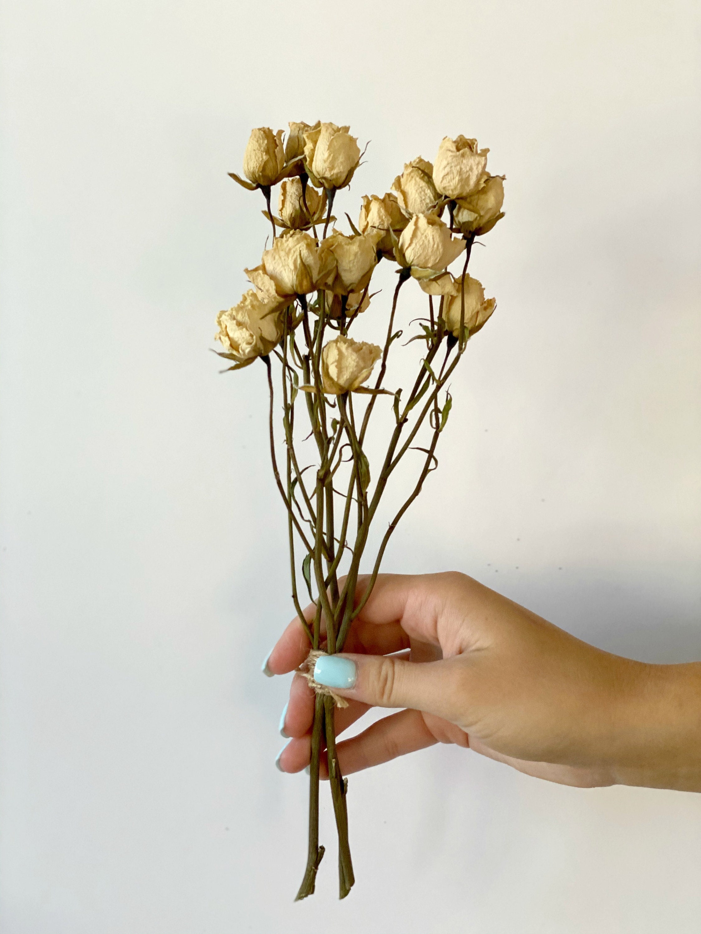 Dried CREAM Miniroses Air dried white roses-Dried flowers | Etsy