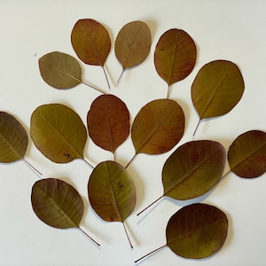 20 Pressed Salala Leaves,Presses leaves
