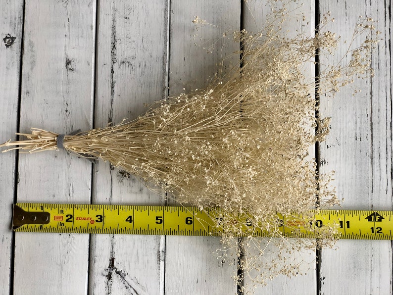 Real Dried Gypsophila Bunch ivory Real Dried baby Breath