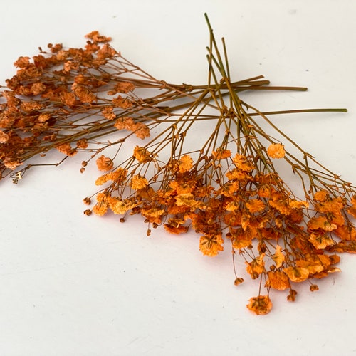 Pressed Orange Baby's Breath: Dried Gypsophila Flowers, Floral Craft Supply