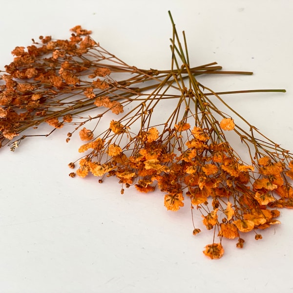 Pressed Orange Baby's Breath: Dried Gypsophila Flowers, Floral Craft Supply