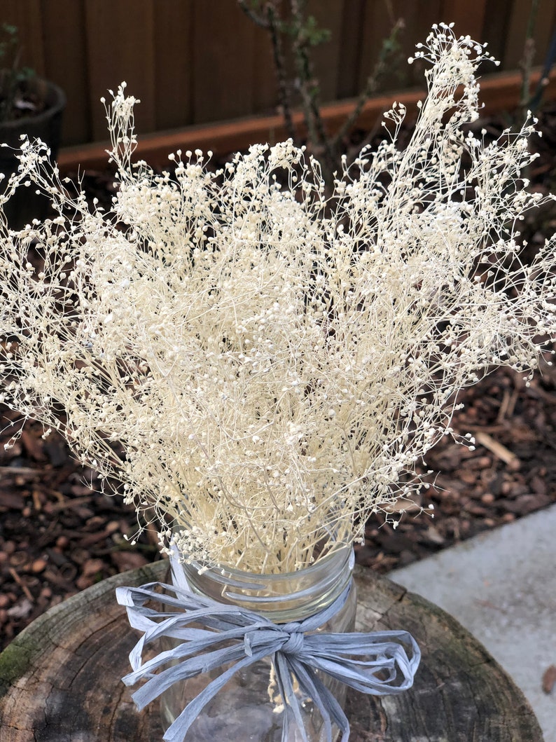 Real Dried Gypsophila Bunch ivory Real Dried baby Breath