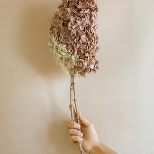 May include: Dried hydrangea flower head in shades of brown, pink, and green. The flower is held against a neutral background. The stem is a light brown colour. The flower is a natural decorative item.