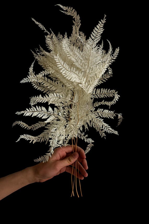 Royal Fern Gebleichter-Konservierter Farn-Weie getrocknete  Blumen-Hochzeitsblumen - Etsy.de