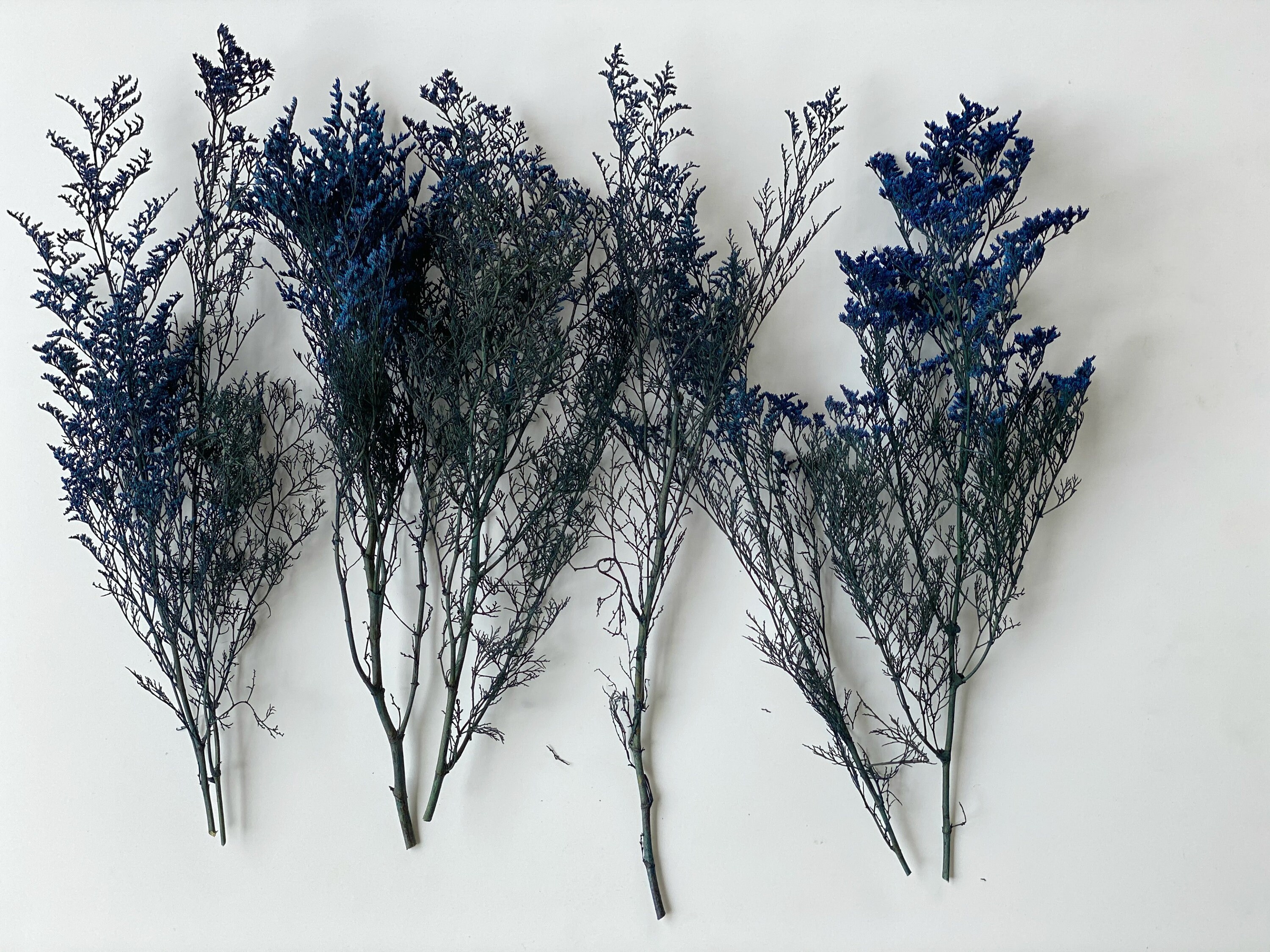 Blue Preserved Caspia Preserved Caspia, Dried Flowers Bunch, Dried Bunch  Table Decorations, Spring Wedding Decor, Blue Dried Flowers 