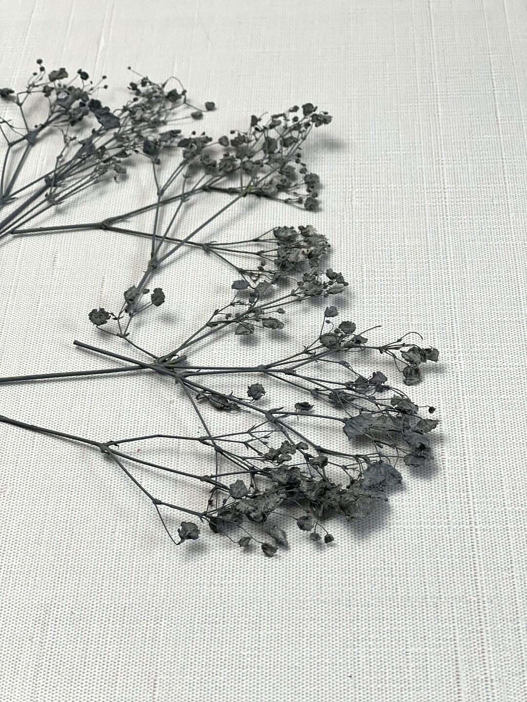 A Pack of 20 Gray Pressed Dry Baby's Breath Flowers Gypsophila - Dried ...