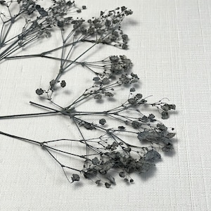 Een pakket van 20 grijze geperste droge baby's adem bloemen Gypsophila - Gedroogde baby's adem -Bloemen Uitnodiging -Kaart maken- Papierwaren Craft