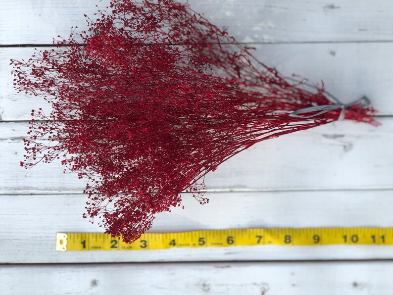 Peut inclure: Un bouquet de gypsophile s&eacute;ch&eacute; de couleur rouge fonc&eacute;. Les tiges sont li&eacute;es ensemble avec un ruban gris. Un m&egrave;tre ruban jaune se trouve au premier plan, montrant que la longueur des tiges est d'environ 28 cm.