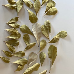 30 preserved leaves;Preserved leaves for craft