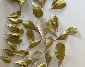 30 preserved leaves;Preserved leaves for craft