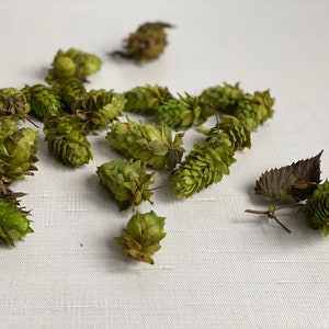 Preserved hops heads-Miniature flowers