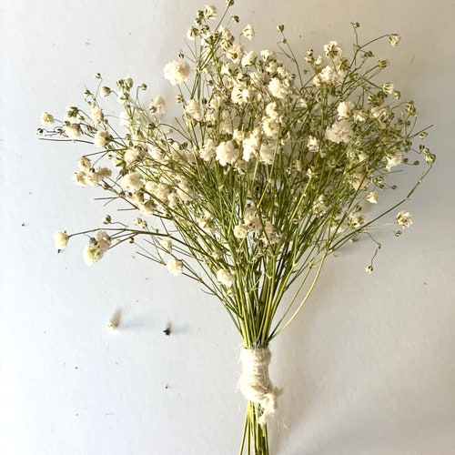 Air Dried Baby Breathnatural Dried Baby Breathflowers for Etsy