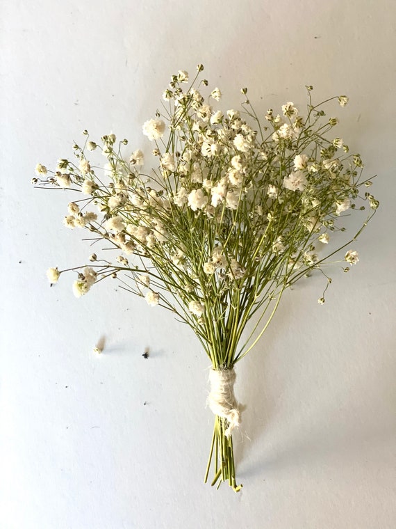 Dried Flowers Baby Breath Flowers Dried White Flowers Natural