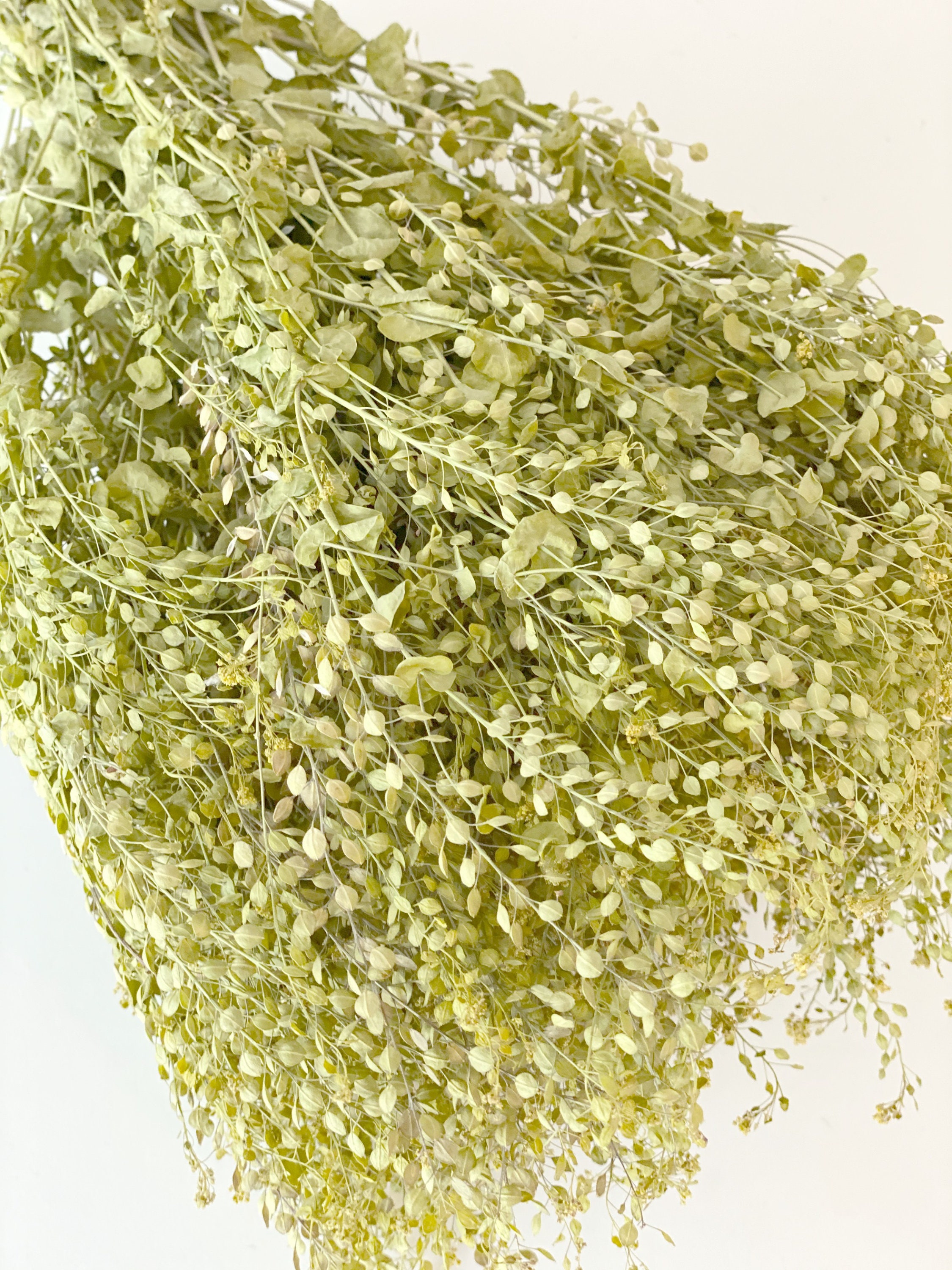 Air Dried pepper grass Dried Lepidium Dried grass Grass Etsy
