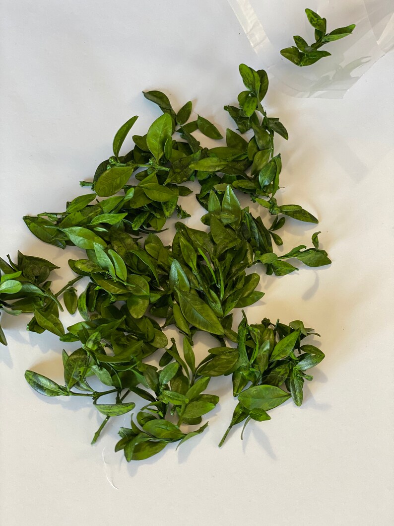 Dried Boxwood Leavesdried Greenery Etsy