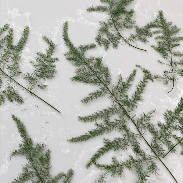 20 Plumosa fern tips-Preserved Green Ferns (20 pcs)-invitations-Dried Floral-Pressed ferns