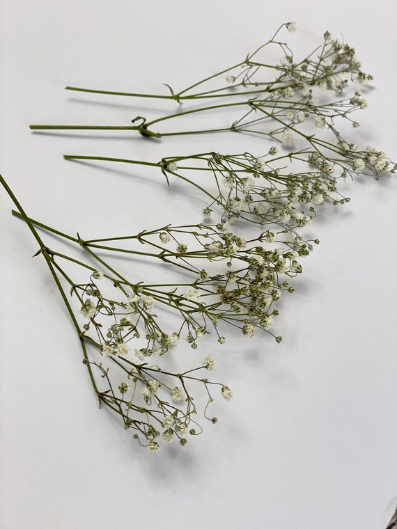 Dried Baby's Breath Flowers 70cm l Wholesale Dried Gypsophila UK – Dried  Flowers Decor